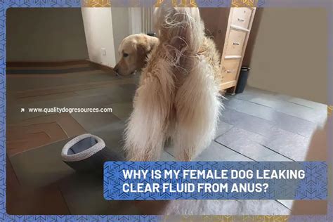 why is my dogs nipples leaking clear fluid|6 Reasons Why Your Female Dog Is Leaking Clear Odorless Fluid